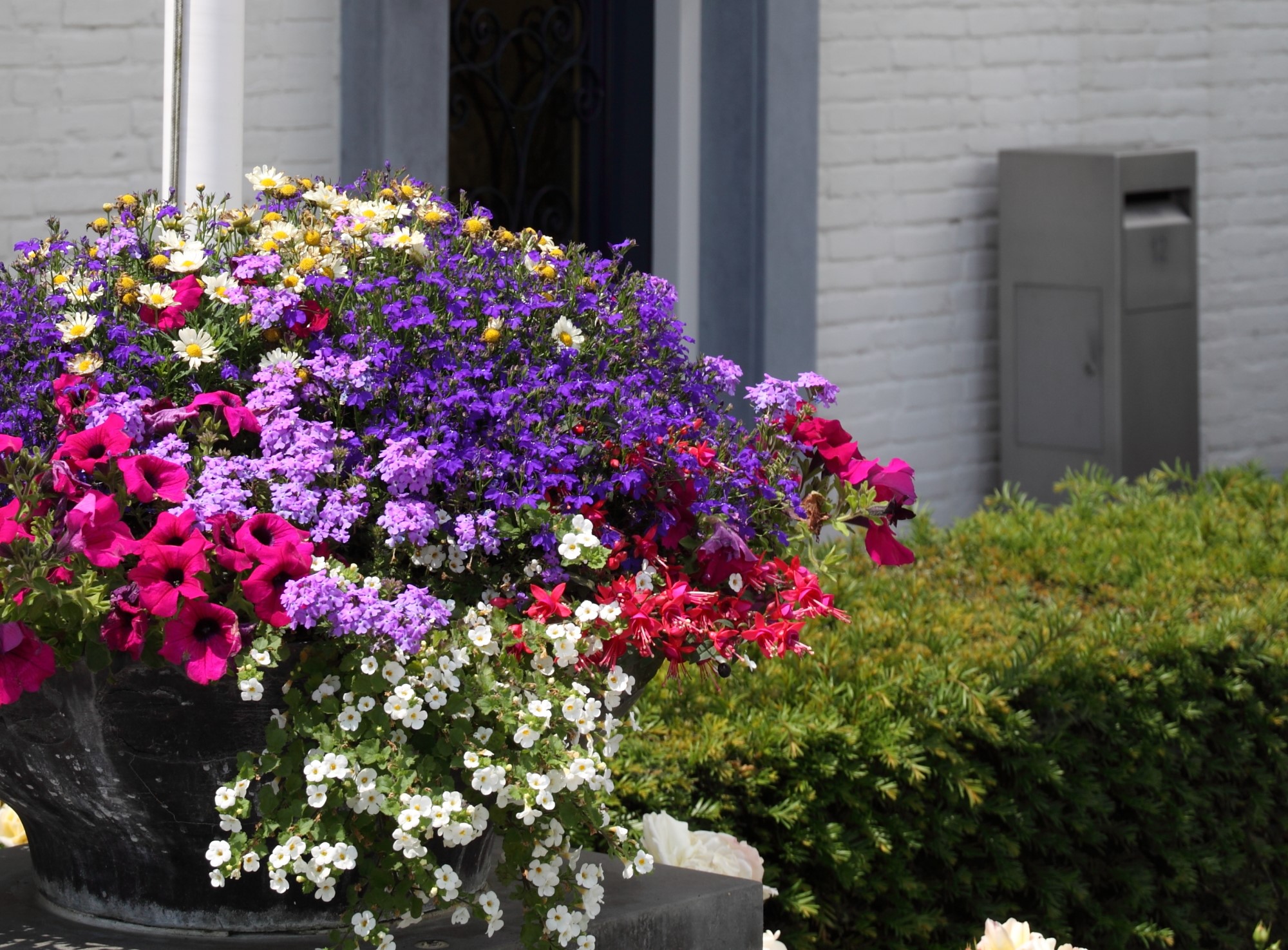 plantenbak_seizoensbeplanting_kleur_eenjarige