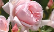 roze tuinroos