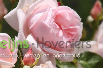 roze tuinroos