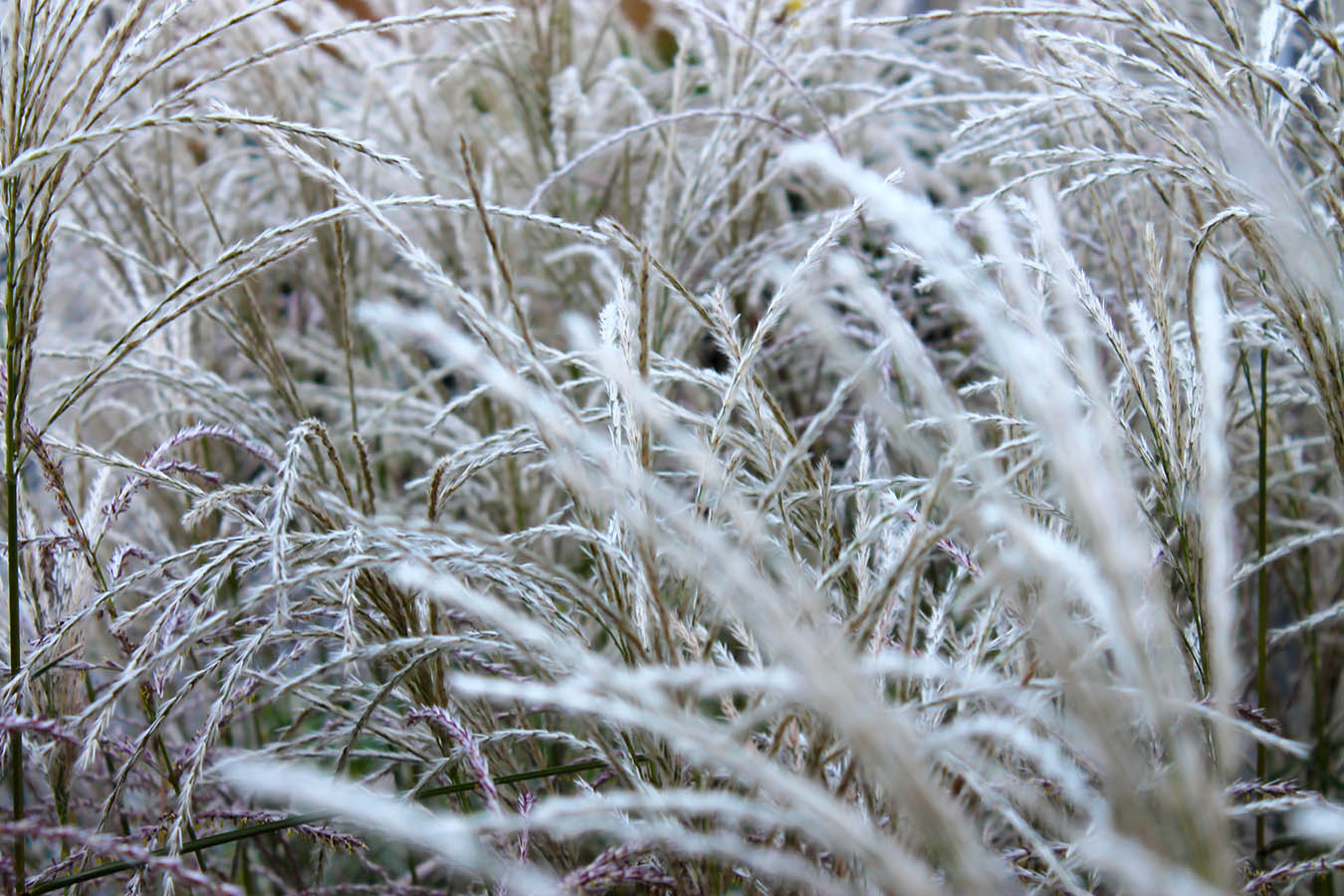 miscanthus_chinees prachtriet