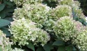 pluimhortensia_paniculata limeligt