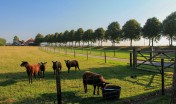 landelijke tuin_zevenbergen_groot gazon_hagen_ruimtelijk_tuinontwerp_tuinaanleg_geleijns hoveniers_boerenschuur_gebakken klinkers_parkeren_leibomen_gebakken klinkers_vormsnoei_uitzicht_zichtlijnen