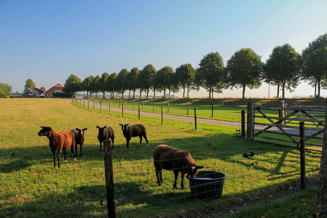 landelijke tuin_zevenbergen_groot gazon_hagen_ruimtelijk_tuinontwerp_tuinaanleg_geleijns hoveniers_boerenschuur_gebakken klinkers_parkeren_leibomen_gebakken klinkers_vormsnoei_uitzicht_zichtlijnen