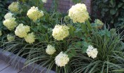 achtertuin_etten-leur_modern_eigentijds_trendy_onderhoudsvrij_strak_tuinaanleg_pluimhortensia