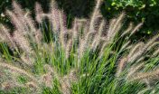 pennisetum, siergras