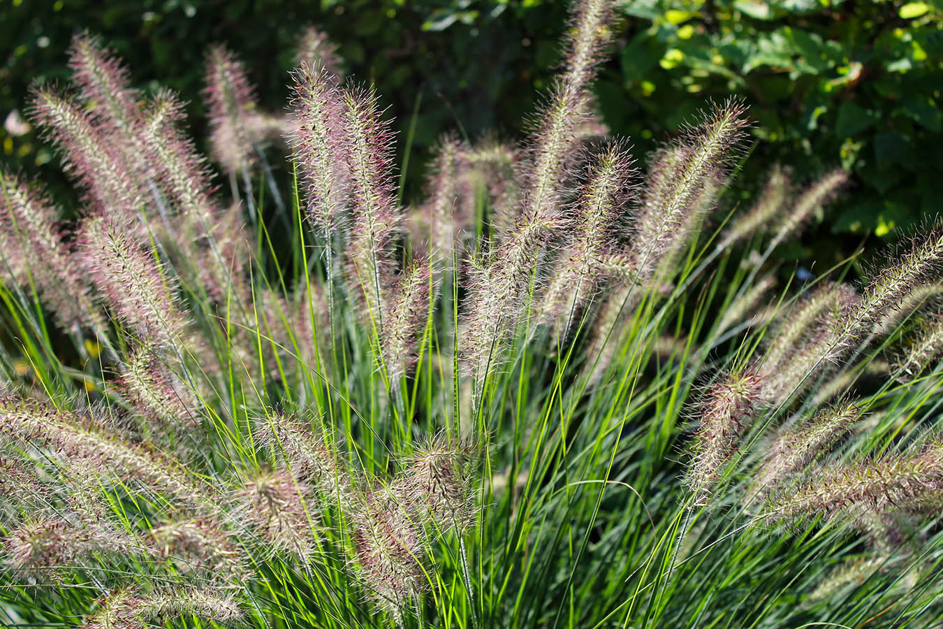 pennisetum, siergras