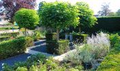 voortuin_geleijns hoevniers_tuinaanleg_zevenbergen_taxus haag_bolbomen_tuinonderhoud_bloeiende planten