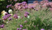 verbena_ijzerhart
