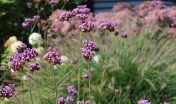 verbena_ijzerhart