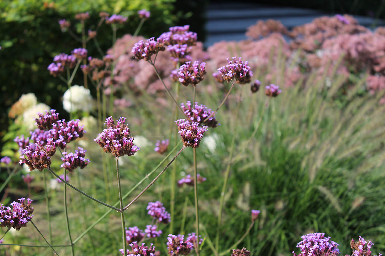 verbena_ijzerhart